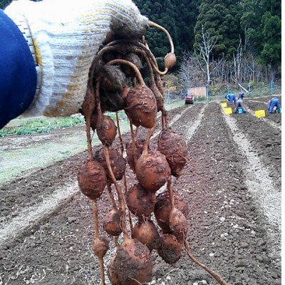 菴蝉コ墓搗縺ョ繧「繝斐が繧ケ(闥ク縺怜キ蜃阪い繝斐が繧ケ)縲宣埼∽ク榊庄蝨ー蝓滂シ夐屬蟲カ縲代1655500縲