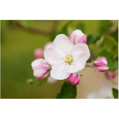 縲舌∪繧九▲縺薙∪繧薙∪縲代Μ繝ウ繧エ繧ク繝・繝シ繧ケ30郛カ蜈・繧翫1734227縲