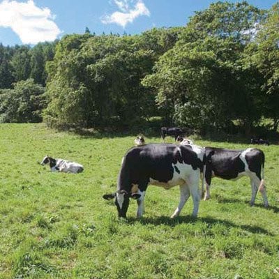 飲むヨーグルト・ザ プレミアム 900ml×3本セット 乳酸菌が1テラ個の濃厚のむヨーグルト【配送不可地域：離島】【1691303】