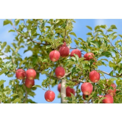 【26年4月出荷予定】紅玉 約5kg おもてなし用 CA貯蔵 クール便【配送不可地域：離島・沖縄県】【1612930】