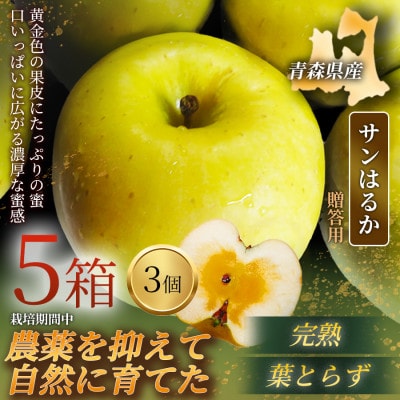 【青森直送 季節の味覚をお届け!】サンはるか 3個入×5箱(贈答用)青森産 産地直送 限定生産【配送不可地域：離島】【1700926】