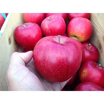 りんご 「シナノスイート」家庭用  5kg (約14〜20個)【配送不可地域：離島】【1073681】