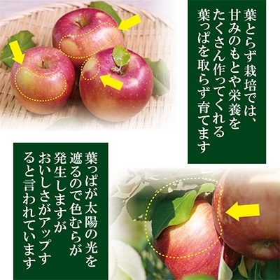 【26年11月〜翌年3月発送予定】平均糖度13度以上! 葉とらずサンふじ 約10kg 訳あり【配送不可地域：離島・沖縄県】【1607470】