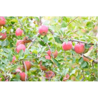 【2025年11月発送予定】平均糖度13度以上! 葉とらずサンふじ 約10kg おもてなし用【配送不可地域：離島・沖縄県】【1607466】