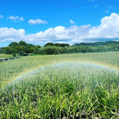 髱呈」ョ逵檎肇縺ォ繧薙↓縺上ヰ繝ゥ1.0kg縲繝帙Ρ繧、繝医Ο繝繝壹Φ縲1696845縲