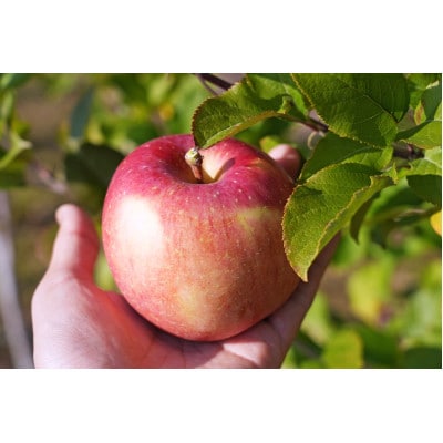 【26年4月〜5月中旬出荷】平均糖度13度以上! 葉とらずサンふじ 約10kg 訳あり 青森りんご【配送不可地域：離島・沖縄県】【1612854】