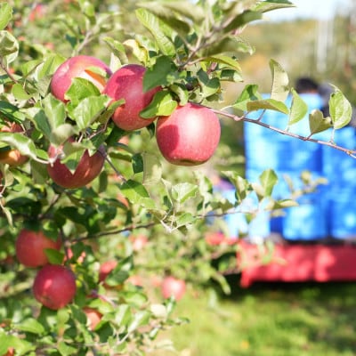 ãçºéæåºå®å®æäŸ¿ãã25幎12æã26幎2æã鿣®ããã èš³ãã åçš®ããŸãã 5kgå
š3åãé
éäžå¯å°åïŒé¢å³¶ã»æ²çžçãã4066849ã