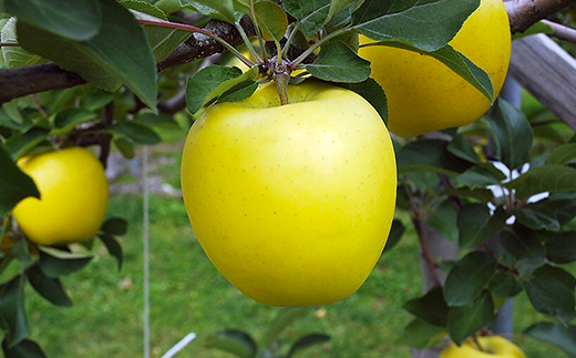 ãã·ãããŽãŒã«ãã3kgã»èš³ããå®¶åºçšããããå·èµ:ã¹ããŒããã¬ãã·ã¥å å·¥ããé
éäžå¯å°åïŒé¢å³¶ã»æ²çžçãã1287592ã