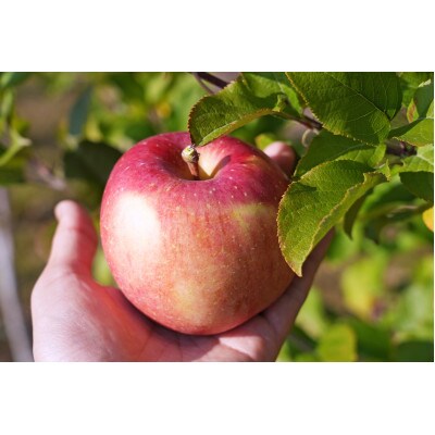 平均糖度13度以上! 葉とらずサンふじ 約10kg おもてなし用【配送不可地域：離島・沖縄県】【1612856】