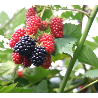 縄文ベリーアイス4種詰め合わせ　合計6個セット【配送不可地域：離島】【1284409】