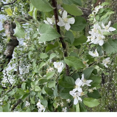 青森市「林檎の蜂蜜」ねぶたドットアートラベル【1639458】