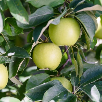 平均糖度12度以上! 黄王 約5kg おもてなし用 クール便【配送不可地域：離島・沖縄県】【1606632】