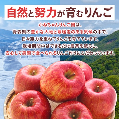 【訳あり】青森県産りんご「サンふじ家庭用」約5kg　産地直送!【配送不可地域：離島】【1321109】