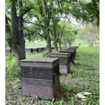 青森市「林檎の蜂蜜」ねぶたドットアートラベル【1639458】