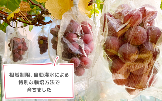 2026年発送【訳あり】種なしぶどう 青森県産クインニーナ 2房(1.0kg〜1.2kg)【配送不可地域：離島】【1613277】