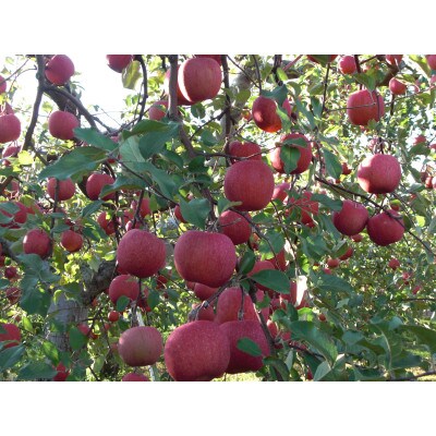 【百年続く青森のりんご農家直送】葉とらずサンふじ 　約3kg　贈答用【12月から発送開始】【配送不可地域：離島】【1506061】