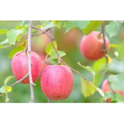 平均糖度13度以上! サンふじ 約5kg 訳あり CA貯蔵 クール便【配送不可地域：離島・沖縄県】【1609615】