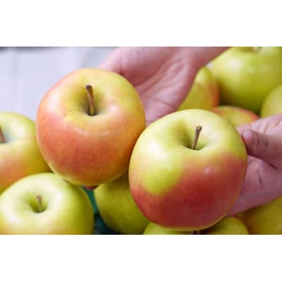 【26年3月出荷予定】平均糖度13度以上! ぐんま名月 約10kg 訳あり【配送不可地域：離島・沖縄県】【1612882】