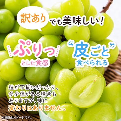 2026幎çºéãèš³ããã鿣®åžç£ã·ã£ã€ã³ãã¹ã«ãã 2æ¿(1kg以äž)ãé
éäžå¯å°åïŒé¢å³¶ã»æ²çžçãã1492539ã