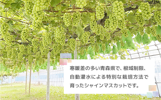 縲仙郁。御コ育エ縲醍セ主袖縺励&縺ッ縲悟ッ呈囑蟾ョ縲阪↓縺ゅj 邊偵□縺!髱呈」ョ蟶ら肇縲占ィウ縺ゅj縲代す繝」繧、繝ウ繝槭せ繧ォ繝繝(邏1kg)縲宣埼∽ク榊庄蝨ー蝓滂シ夐屬蟲カ縲代1613276縲