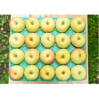 【2026年10月から順次発送予定】平均糖度12度以上! トキ 約10kg 訳あり【配送不可地域：離島・沖縄県】【1606638】