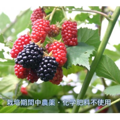 çžæããªãŒã¢ã€ã¹4皮詰ãåãããåèš10åã»ãããé
éäžå¯å°åïŒé¢å³¶ãã1284410ã