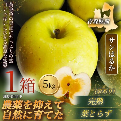 【青森直送 季節の味覚をお届け!】サンはるか 5kg×1箱(訳あり)青森産 産地直送 限定生産【配送不可地域：離島】【1700935】