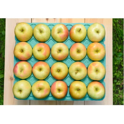 【2027年1月から順次発送】平均糖度13度以上! トキ 約5kg 訳あり【配送不可地域：沖縄県】【1608053】