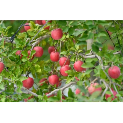 ã2025幎10æçºéäºå®ãå¹³åç³åºŠ12床以äž! æ©çãµã çŽ5kg ãããŠãªãçšãé
éäžå¯å°åïŒé¢å³¶ã»æ²çžçãã1607478ã