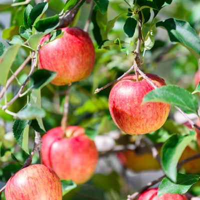 ã2025幎9æçºéäºå®ãå¹³åç³åºŠ12床以äž! èãšãããµã³ã€ãã çŽ3kg èš³ãã ã¯ãŒã«äŸ¿ãé
éäžå¯å°åïŒé¢å³¶ã»æ²çžçãã1606565ã