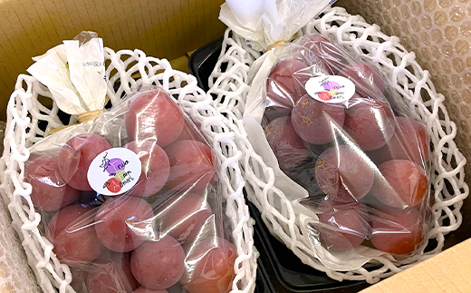 2026年発送【訳あり】種なしぶどう 青森県産クインニーナ 2房(1.0kg〜1.2kg)【配送不可地域：離島】【1613277】