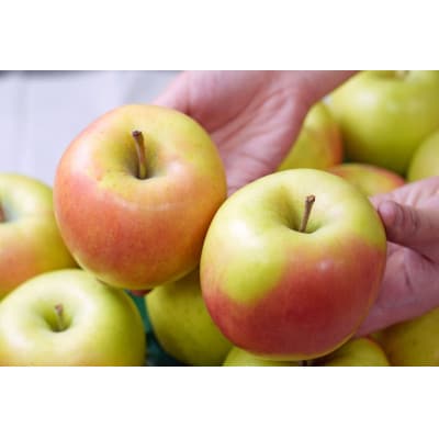 【26年2月出荷予定】平均糖度13度以上! ぐんま名月 約10kg 訳あり【配送不可地域：離島・沖縄県】【1612886】