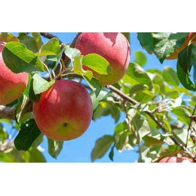 ã鿣®ççºããªã¿ããããã(ãµã³ãµã) å®¶åºçš çŽ2.5kg以äžãé
éäžå¯å°åïŒé¢å³¶ãã1635663ã