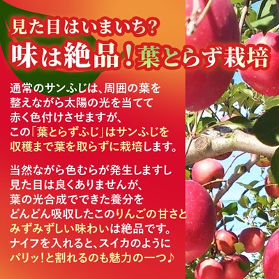 りんご 葉取らずふじ 蜜入判定 3kg (約9〜12個)【配送不可地域：離島】【1085335】