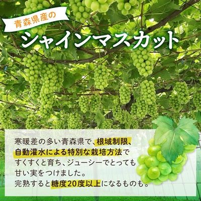 2026幎çºéãèš³ããã鿣®åžç£ã·ã£ã€ã³ãã¹ã«ãã 2æ¿(1kg以äž)ãé
éäžå¯å°åïŒé¢å³¶ã»æ²çžçãã1492539ã