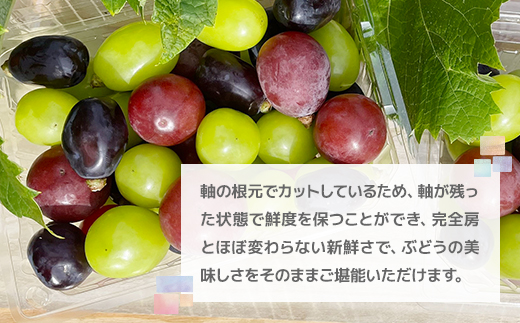 2026年発送【訳あり】粒取り ぶどう バラバラ3色セット 計1kg(500g×2パック)食べ比べ!【配送不可地域：離島】【1613279】