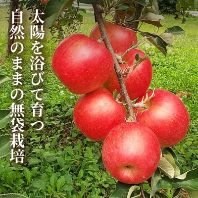 【青森直送 季節の味覚をお届け!】サン美丘 3個入×2箱(贈答用)青森産 産地直送 限定生産【配送不可地域：離島】【1700968】