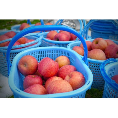 【26年6月出荷予定】平均糖度13度以上! サンふじ 約5kg おもてなし用 CA貯蔵 クール便【配送不可地域：離島・沖縄県】【1612834】