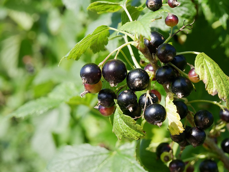 【農林水産】りんごや米などおいしい農水産物の販売促進と農林水産業の振興など