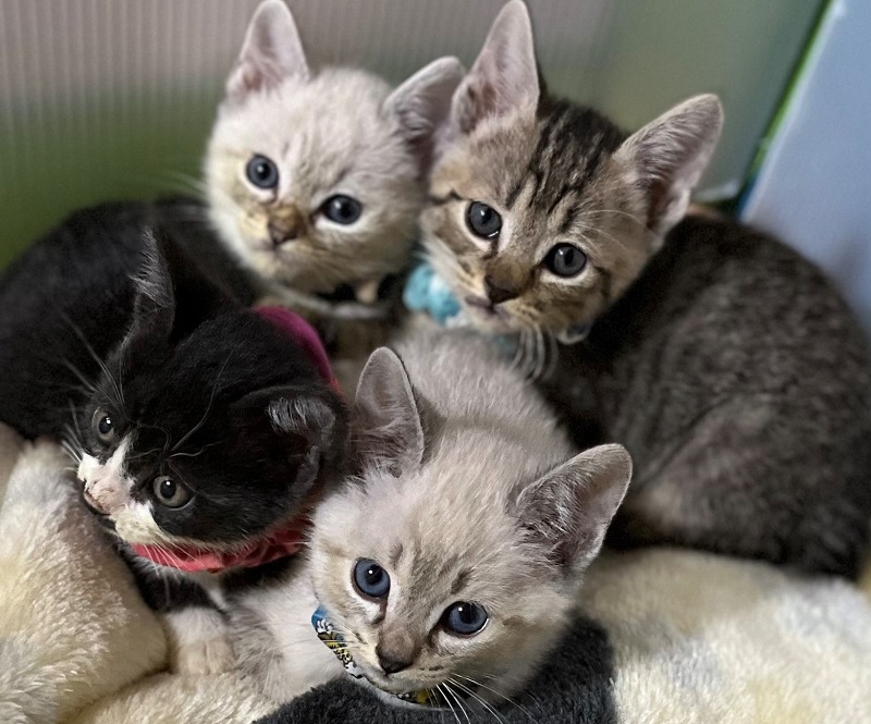 【保健】人もペットも健康で長生きできるための環境の構築など