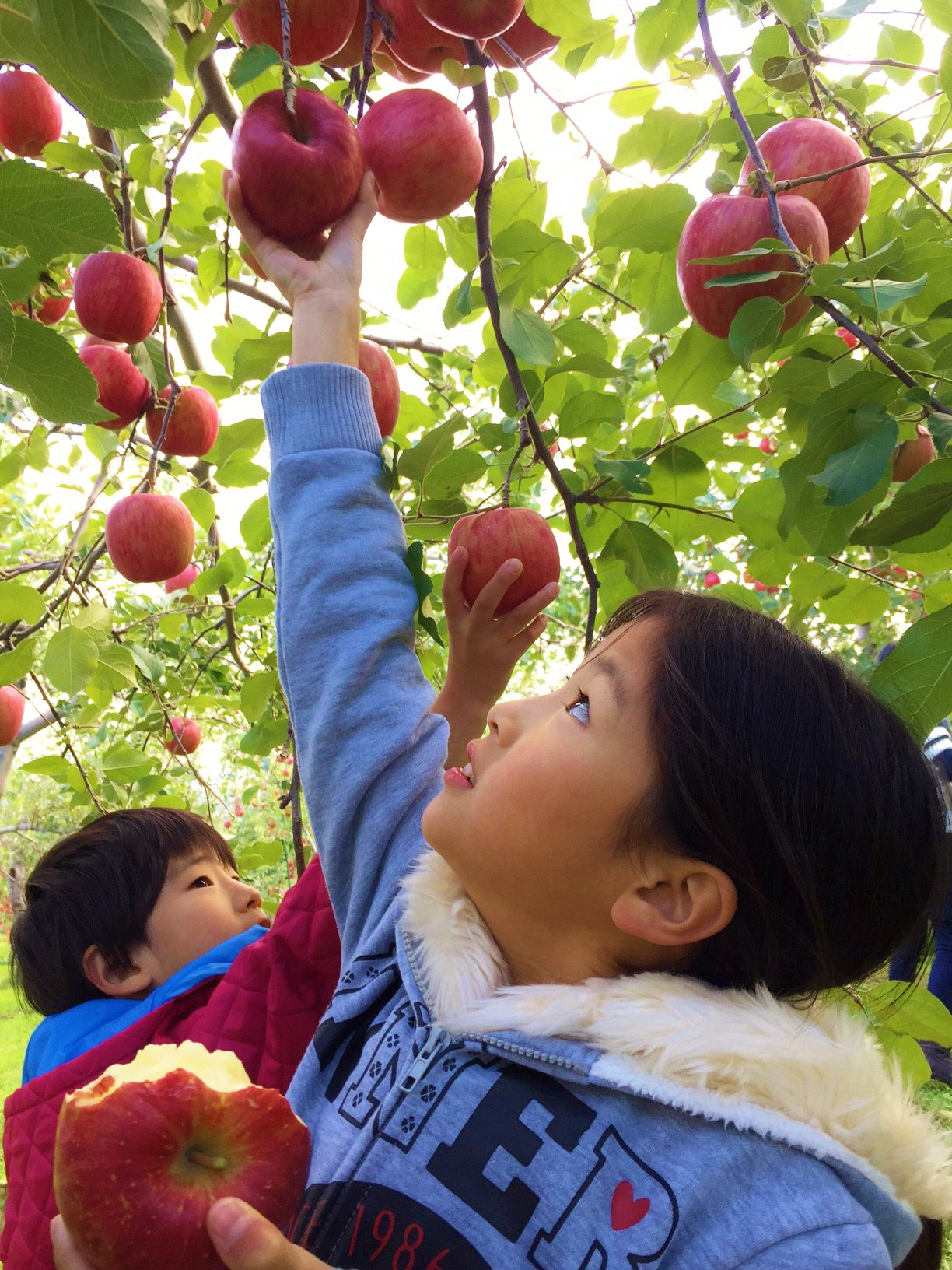 【浪岡地域振興】りんごと中世の里浪岡の地域振興のための取組など