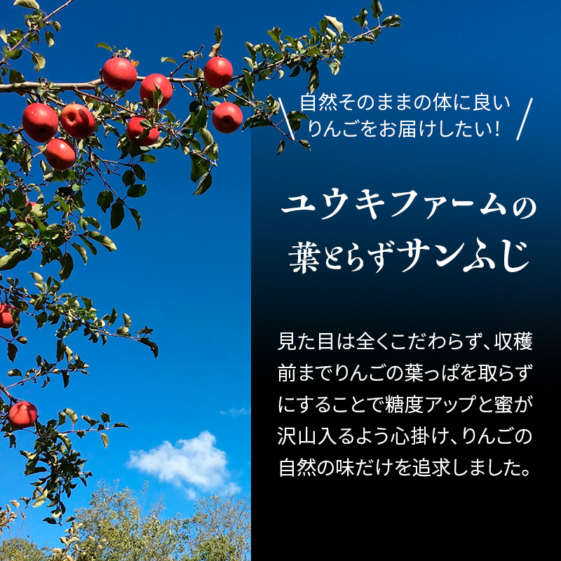 りんご 【 数量限定 】12月発送 蜜入り 糖度13度以上 「特選」プレミアム 葉とらずサンふじ 約 5kg 16～18個【 弘前市産 青森りんご 】