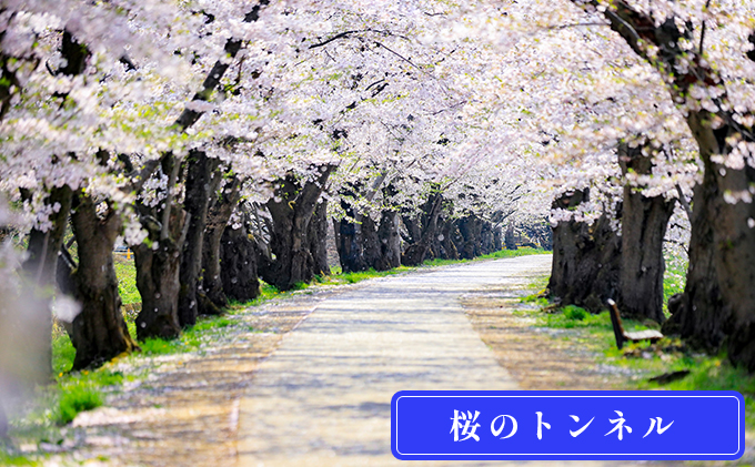 【タクシーでらくらく移動】着地型弘前さくらまつり見学ツアー　4名様ご招待【 ホテル 宿泊券 チケット 入場券 優待券 桜  】