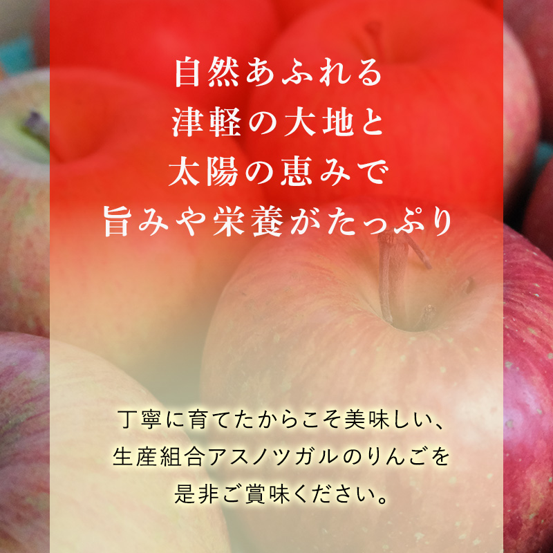 【4月クール便発送】(13度糖度保証) 贈答用 CA貯蔵 サンふじ 約3kg【弘前市産・青森りんご】