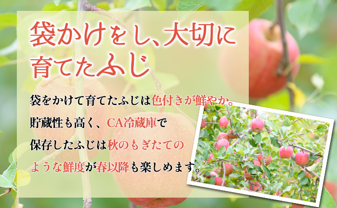 【5月クール便発送】 (13度糖度保証) 訳あり CA貯蔵有袋ふじ 約5kg りんご リンゴ 林檎 有袋ふじ ふじ 果物 くだもの フルーツ 弘前 弘前市産 青森りんご 青森 訳アリ