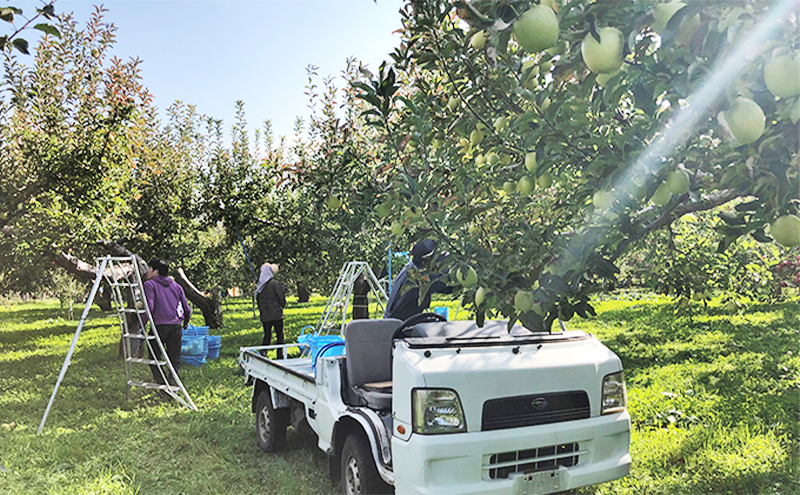 【数量限定  10月発送】 家庭用 紅玉 約 5kg 工藤農園【弘前市産・青森りんご 果物類 林檎 リンゴ 青森県産 フルーツ 果物  】