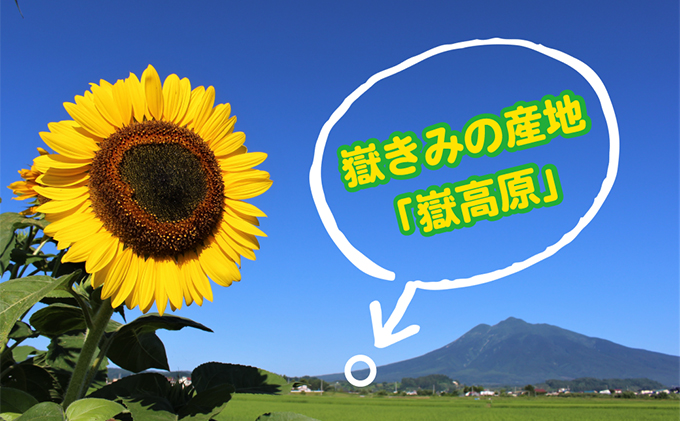 【8月発送】 朝採り 嶽きみ(だけきみ) 10本 とうもろこし トウモロコシ コーン 甘い 美味しい だけきみ 高糖度 野菜 夏野菜 岩木山麓嶽高原産 青森 青森県 弘前 弘前市