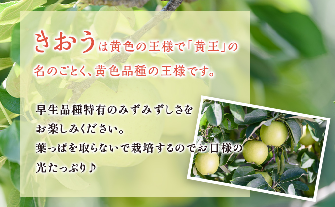 【9月クール便発送】（12度糖度保証）訳ありきおう約10kg【弘前市産・青森りんご】