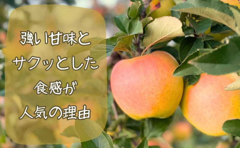 10～11月発送 家庭用ぐんま名月 約5kg【弘前市産・青森りんご 果物類 果実 フルーツ 珍品 絶品 黄色系 甘み ぎっしり 果汁 蜜 土壌 肥料 美味しい  】