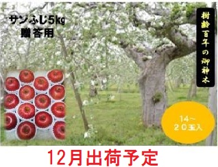 りんご 【 12月発送 】 贈答用 百年木の香 三上農園 サンふじ 約 5kg 【 弘前市産 青森りんご  果物類 林檎 リンゴ  】